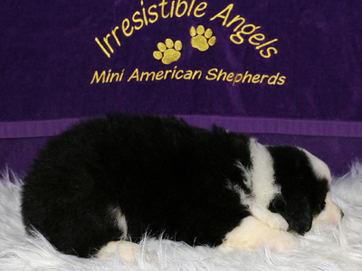 Kit is an AKC Miniature American Shepherd with a bold collar. 